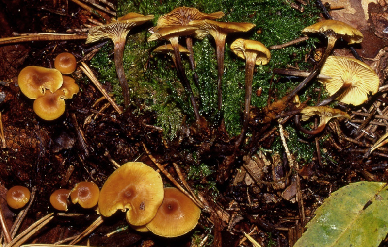 Galerina o Micena???